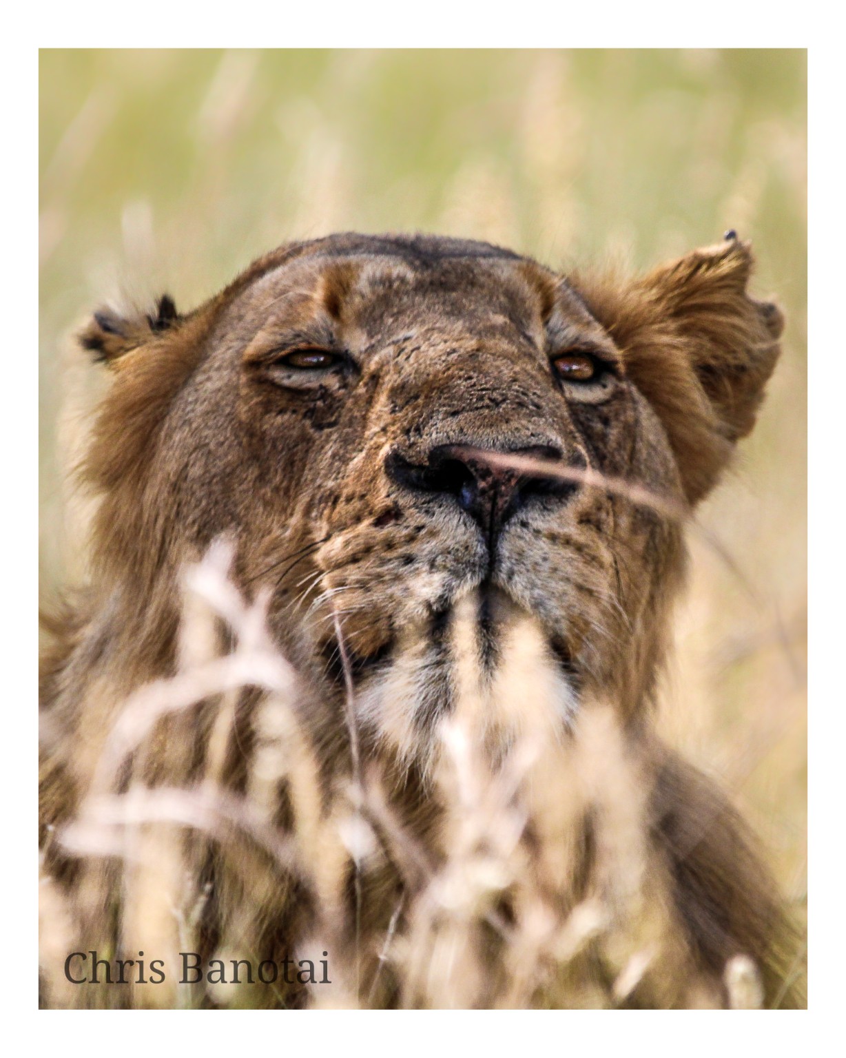 Low-angle color portrait of Vincent lifting his face above pale grass.