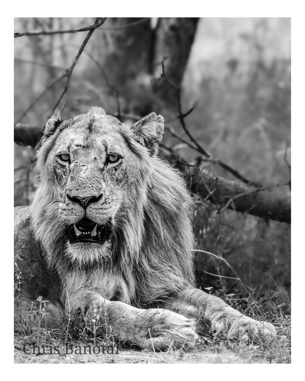 Black-and-white portrait of Vincent resting with his forelegs crossed and looking forward.