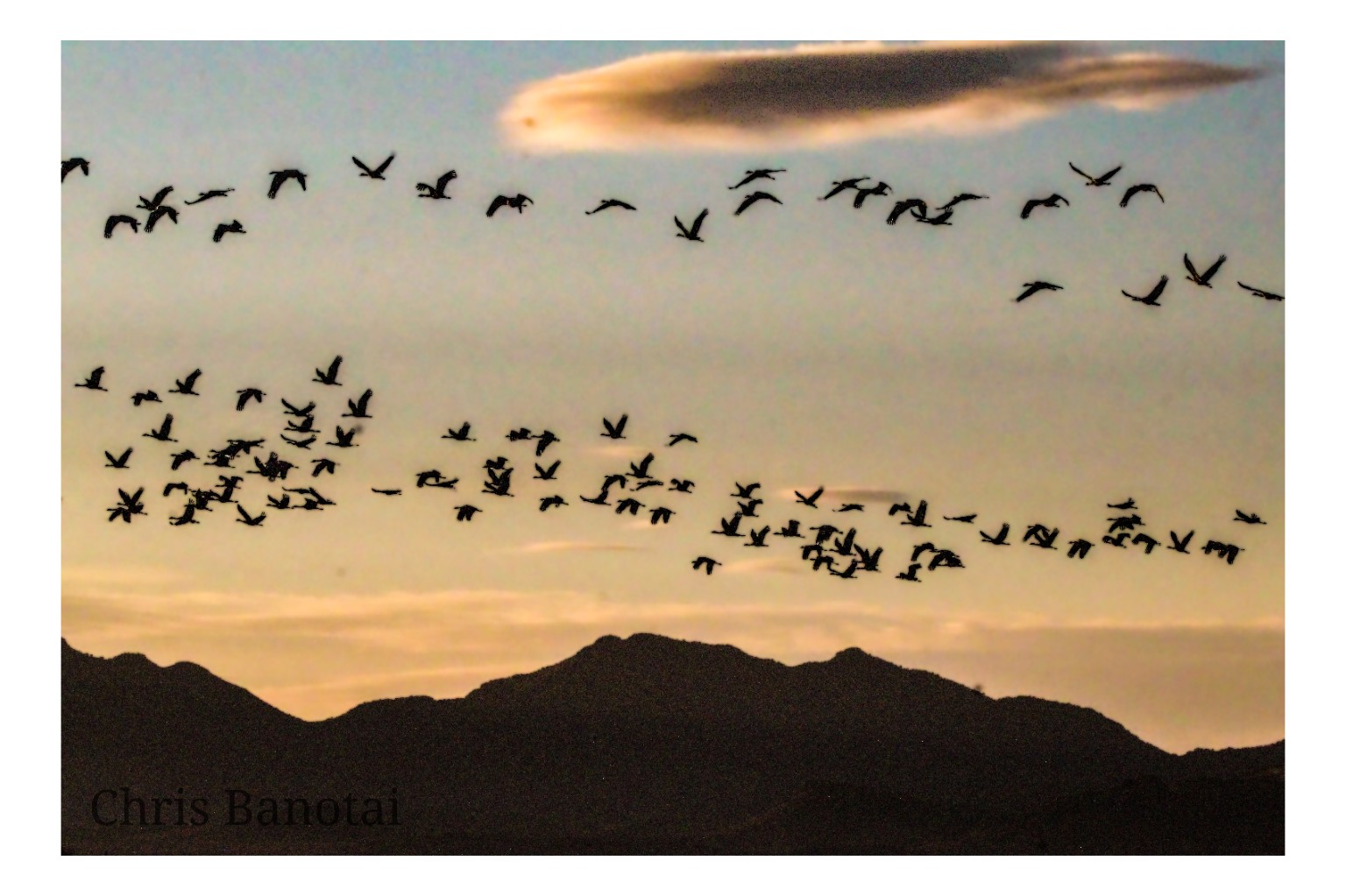 Sandhill cranes flying in loose formations above a dark mountain ridge beneath a warm evening sky.