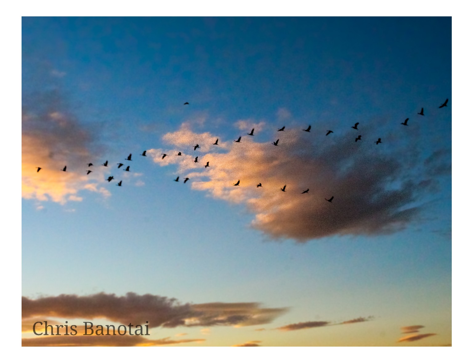 Sandhill cranes crossing a blue evening sky as warm clouds catch the last light.