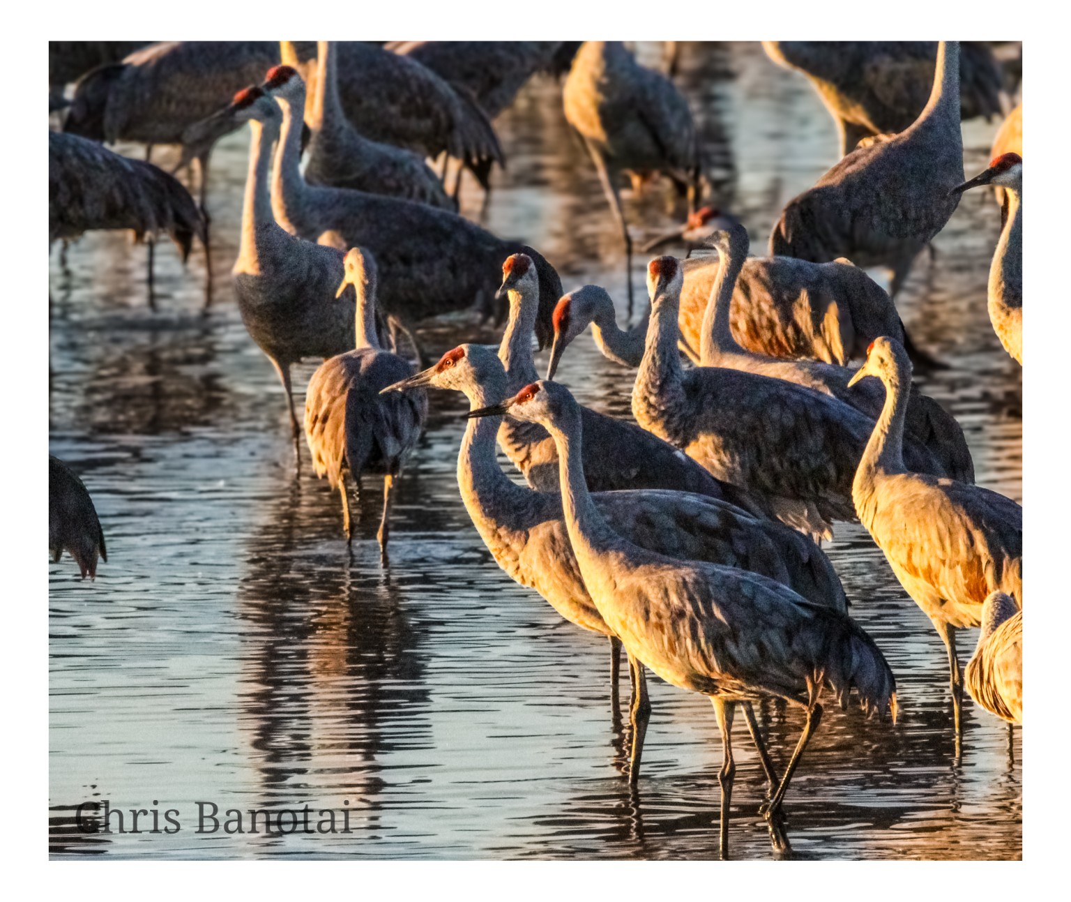 Sandhill cranes gathered in shallow water, their gray bodies edged by warm low-angle light.
