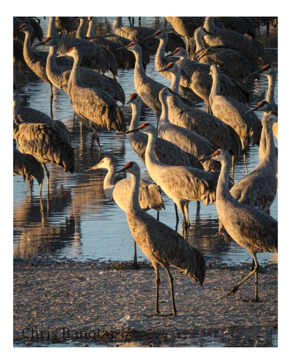 A dense gathering of sandhill cranes standing in shallow water and along the wet shoreline.