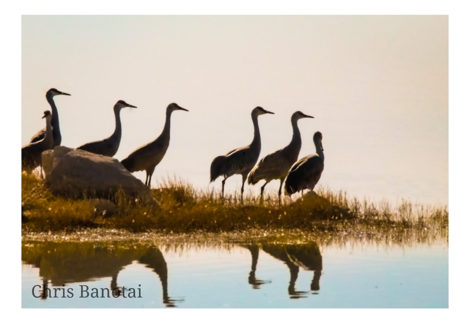 Backlit sandhill cranes standing along a low shoreline, with several birds reflected in still water.