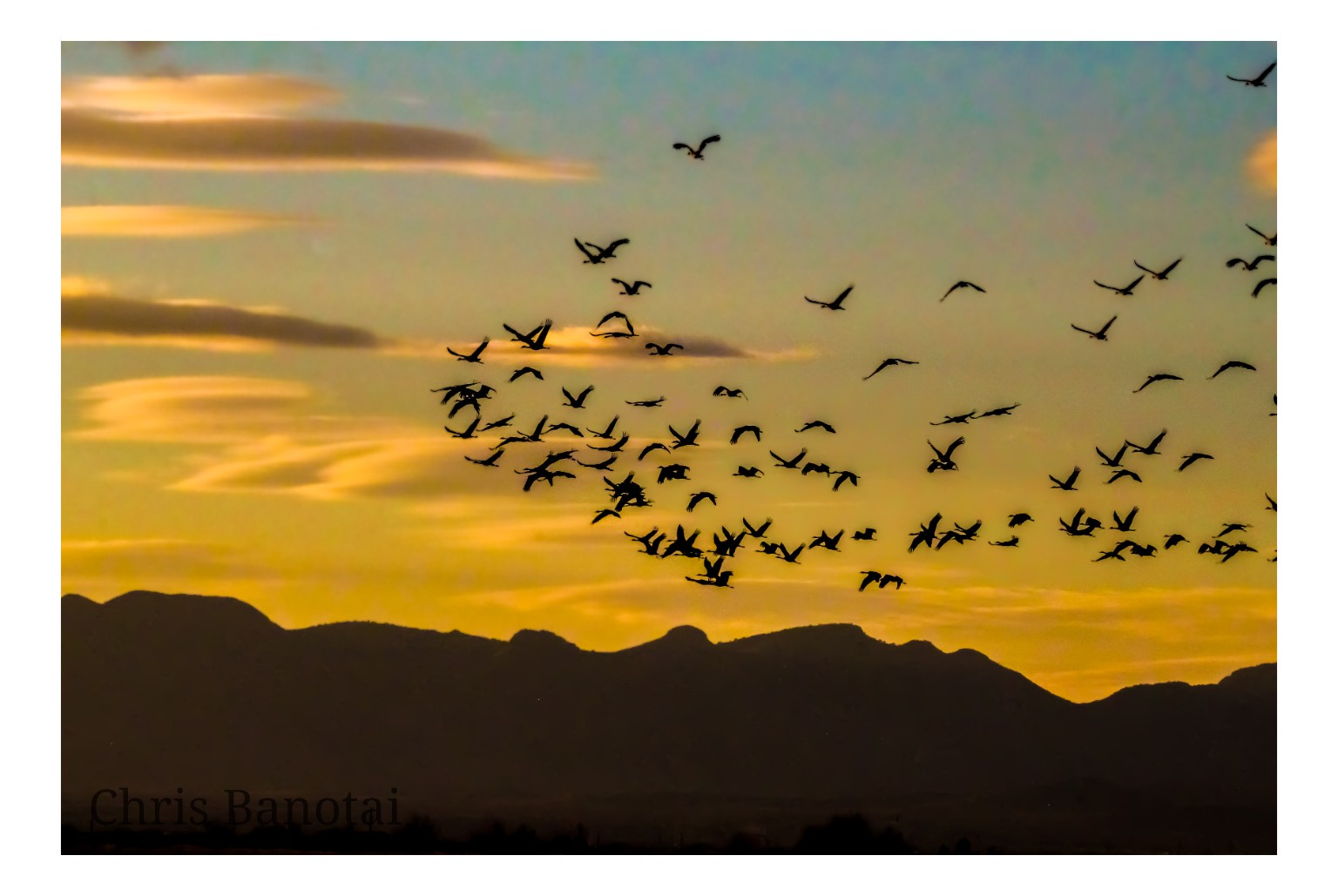 A flock of sandhill cranes silhouetted against a golden sky and dark mountain ridge.