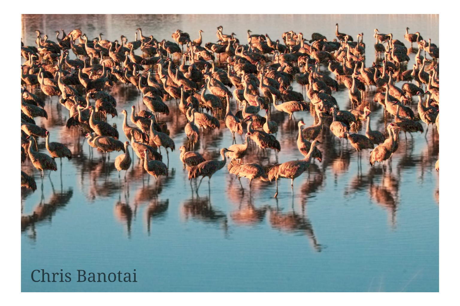 Hundreds of sandhill cranes gathered in shallow water, their reflections repeating across the blue surface.