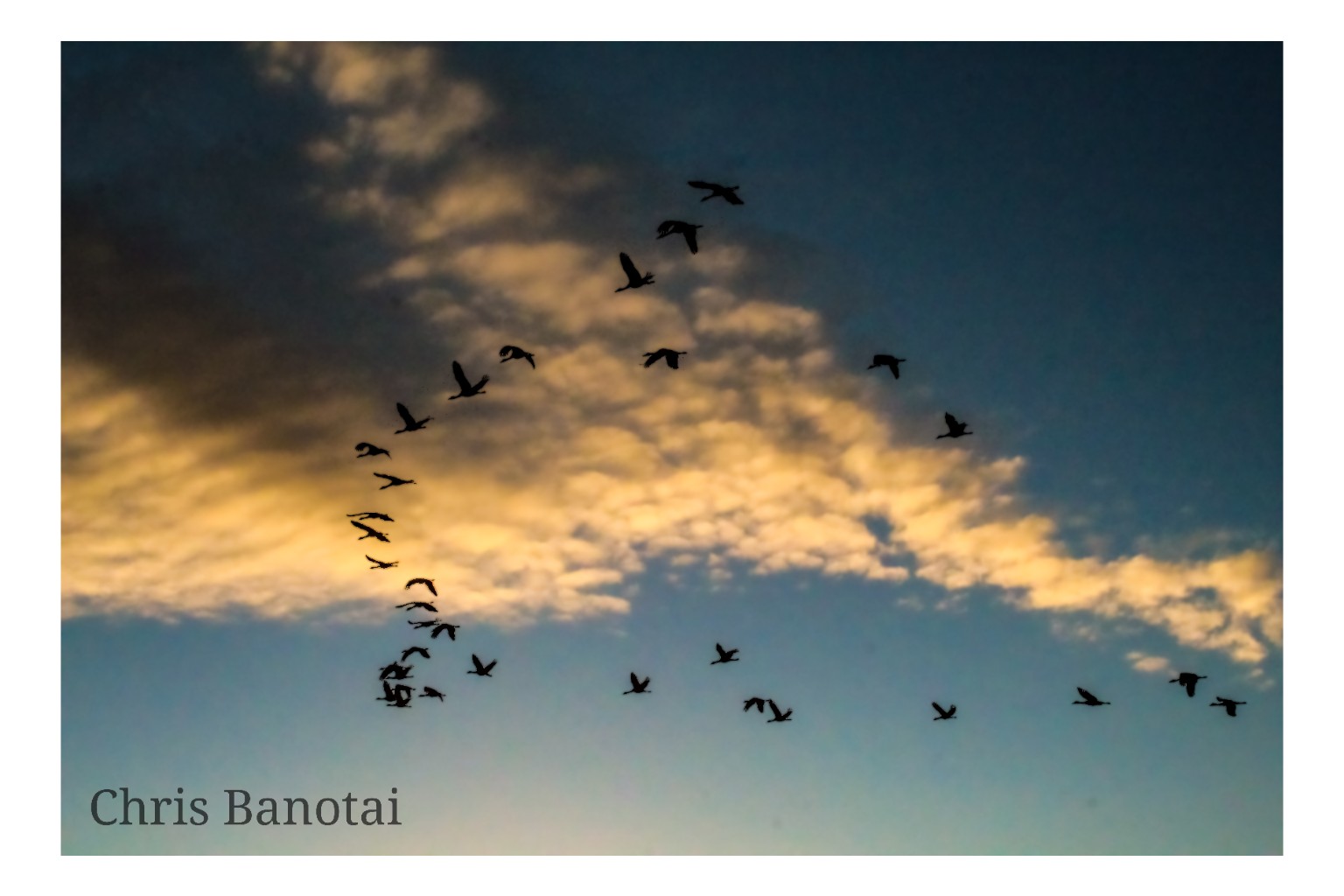 Sandhill cranes in flight silhouetted against dramatic blue and gold evening clouds.