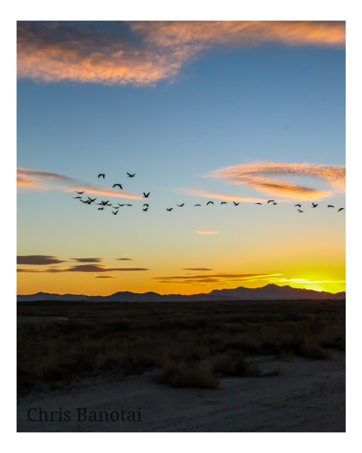 Sandhill cranes flying above the Willcox landscape as the sun drops behind distant mountains.