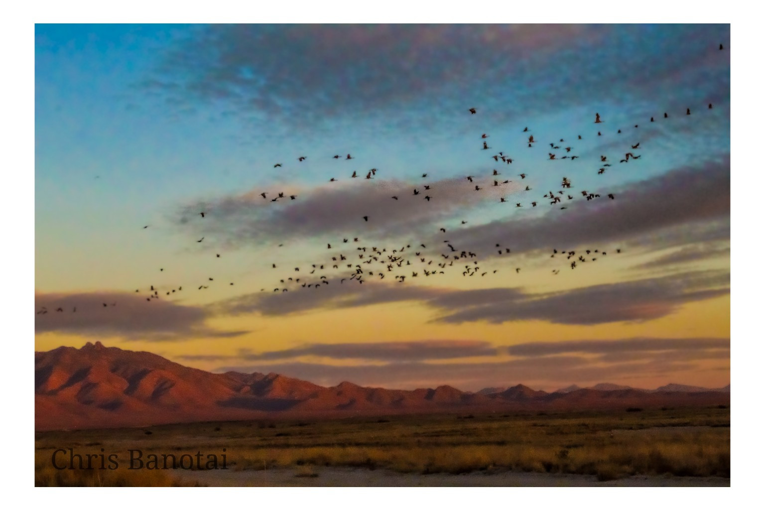 A broad flock of sandhill cranes crossing a pastel evening sky above the mountain landscape near Willcox, Arizona.