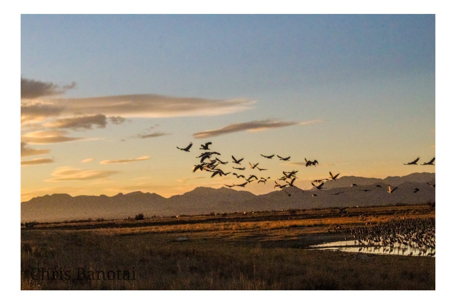 Sandhill cranes descend across the sunset sky while a dense gathering stands in shallow water below near Willcox, Arizona.