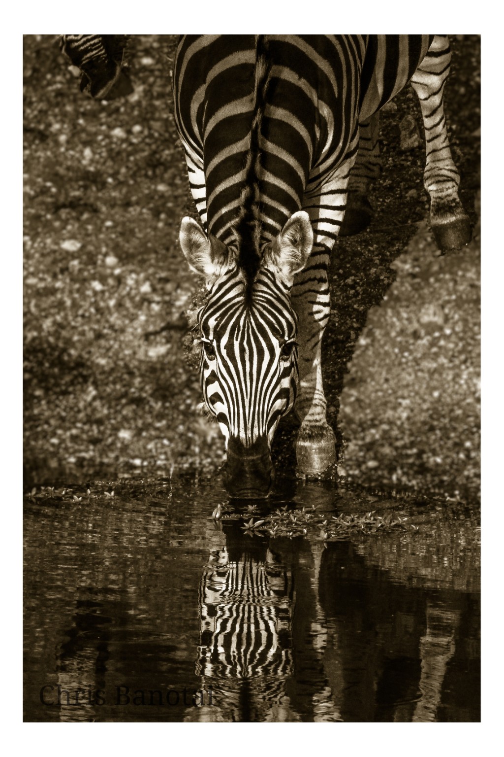 Sepia-toned zebra drinking at water with its striped face reflected below.