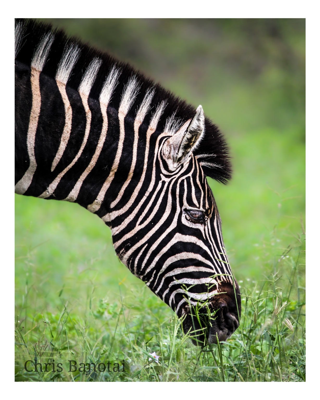Color profile of a zebra grazing in bright green grass.