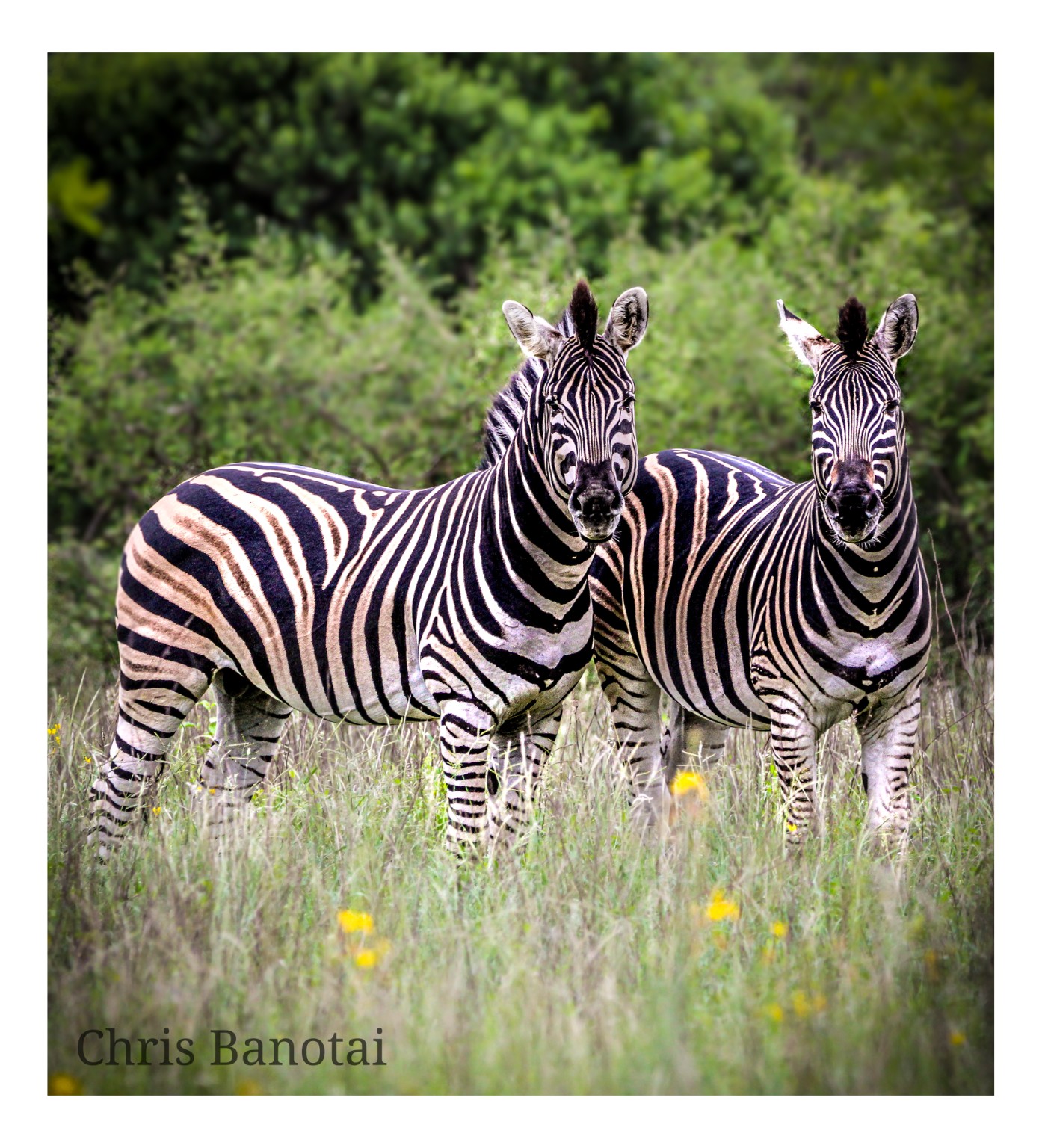 Two zebras standing together in green bushveld.
