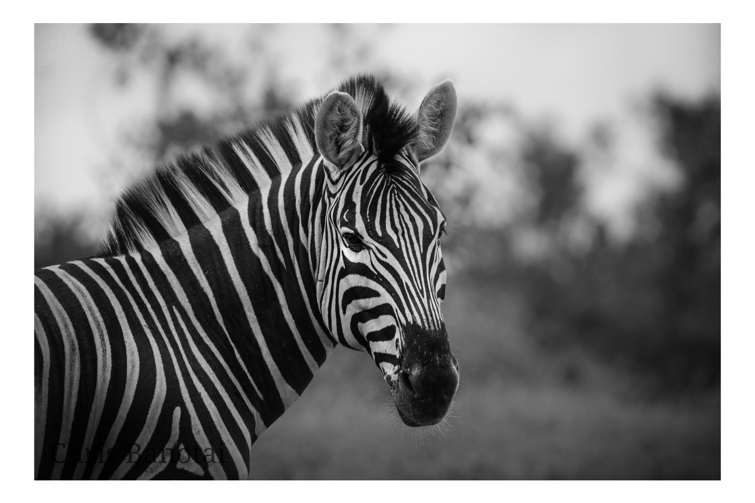 Black-and-white portrait of a zebra turned toward the camera.