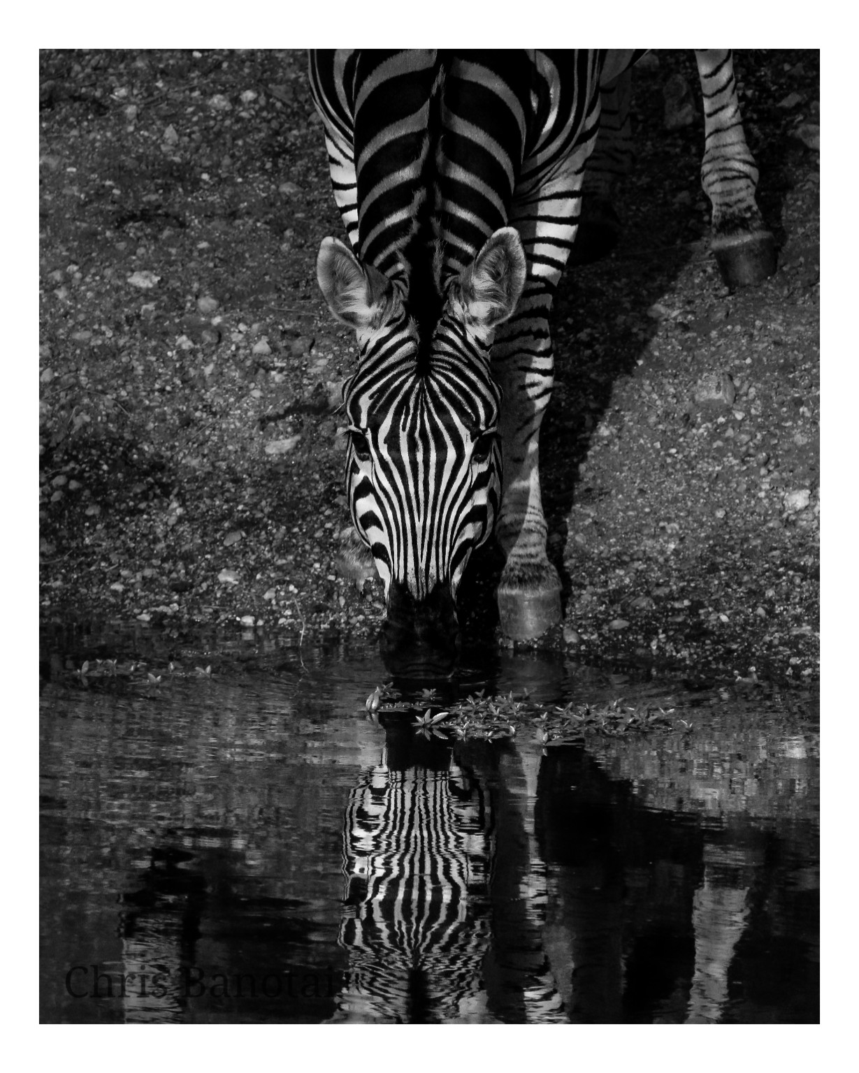 Black-and-white zebra drinking at water with a clear reflection.