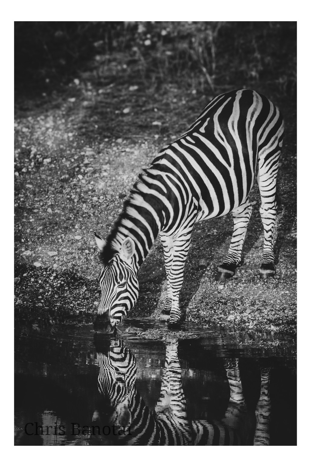 Black-and-white full-body zebra drinking at a waterhole with its reflection below.