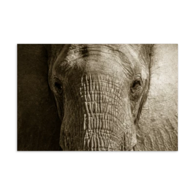 Elephant Staredown product preview