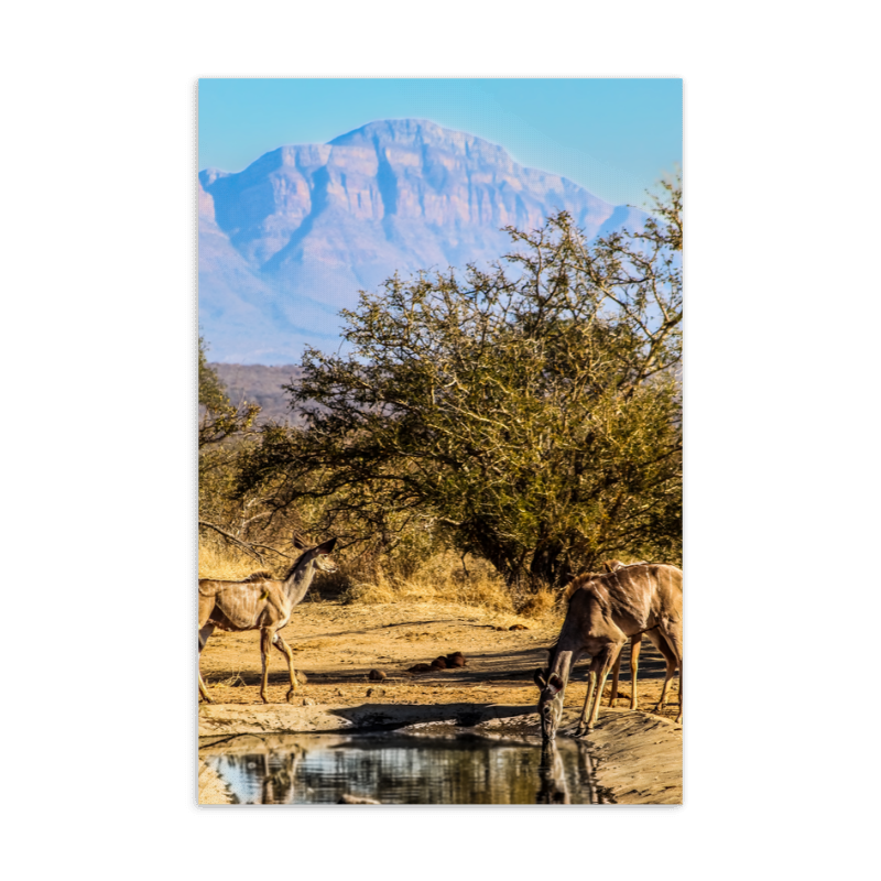 Kudu Country postcard preview