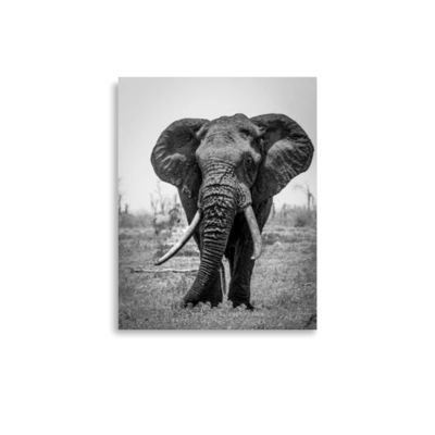 A Monarch of Kruger enhanced matte mini print preview