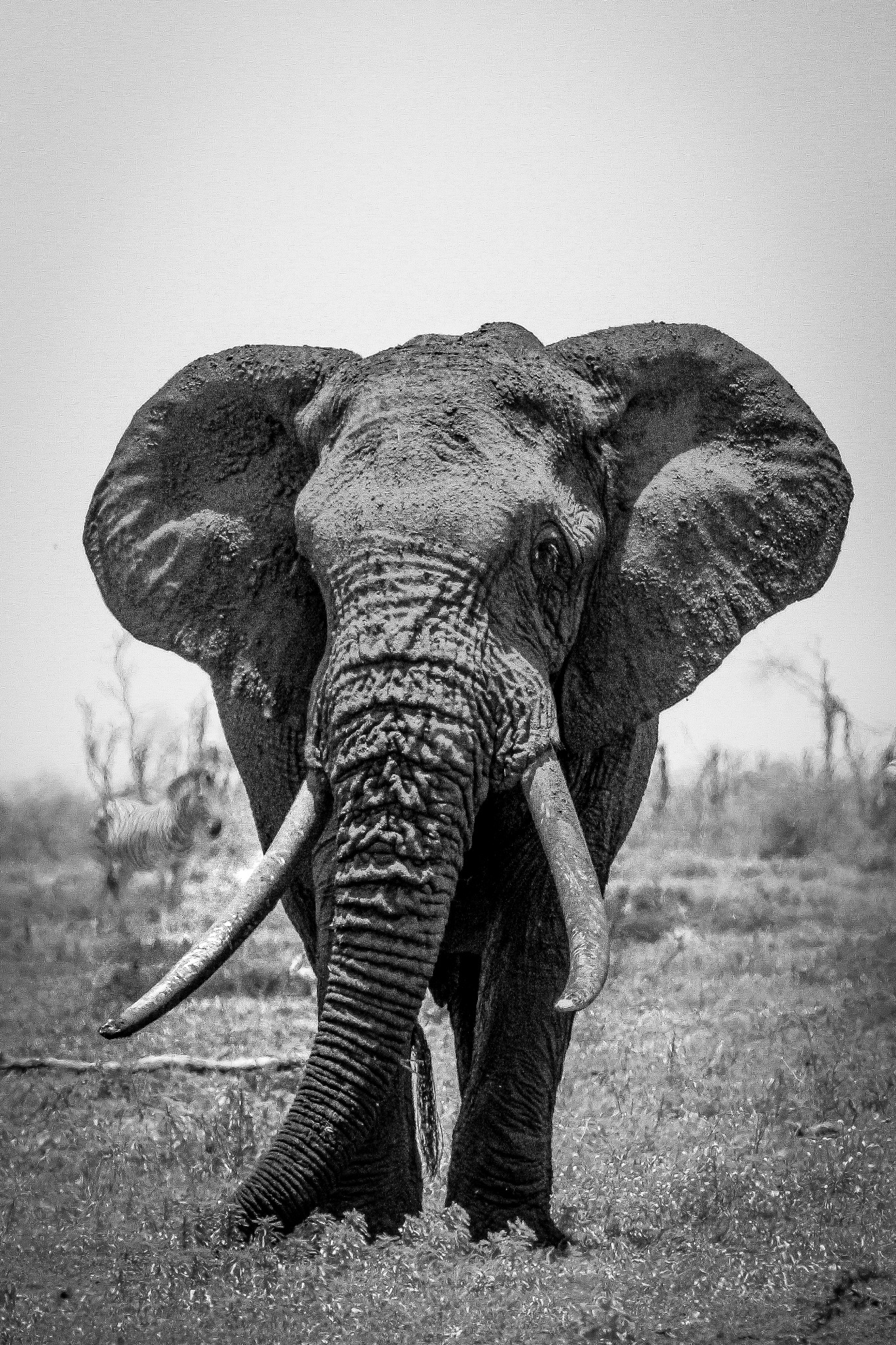 A Monarch of Kruger product preview