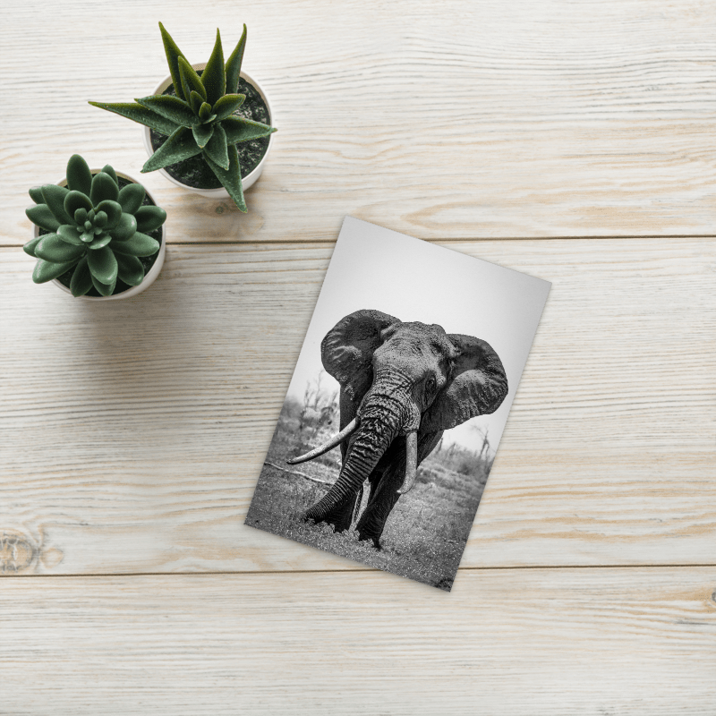 A Monarch of Kruger postcard preview