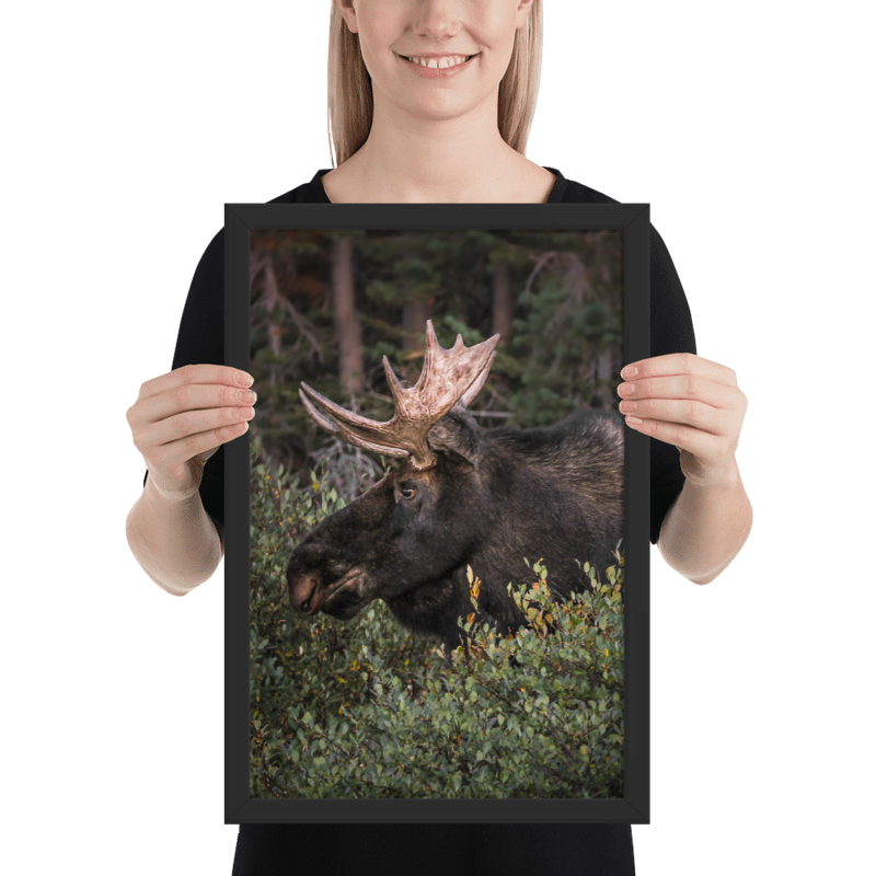 Snowy Range Moose product preview