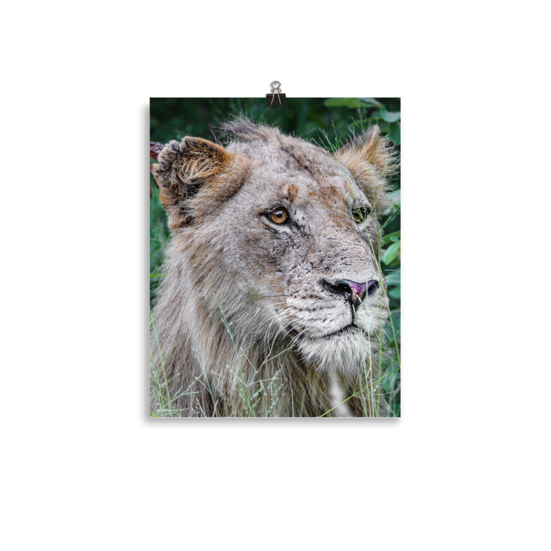 Wild Poise enhanced matte mini print preview