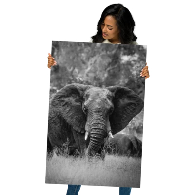 Mockup of a glossy metal print featuring a peaceful black-and-white elephant photograph.